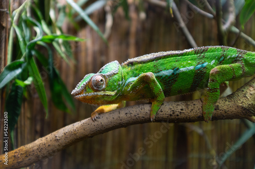chameleon walking on branch closeup 