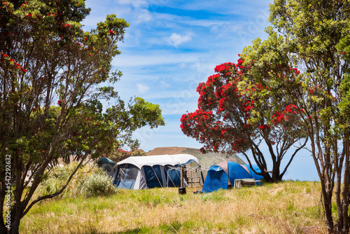 Summer freedom camping under flowering Pohutukawa trees, near Gisborne, New Zealand 