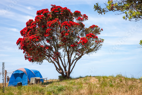 Summer freedom camping under flowering Pohutukawa trees, near Gisborne, New Zealand 