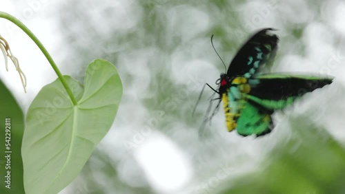 a slow motion shot cairns birdwing butterfly taking off from a leaf at kuranda in north qld, australia photo