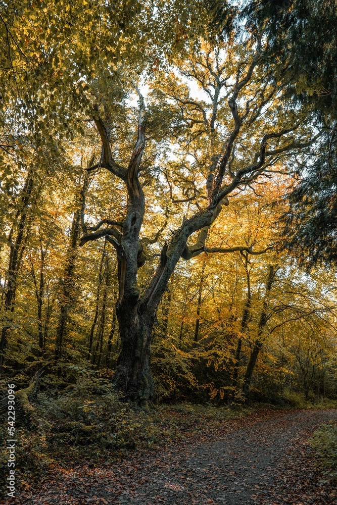 Beautiful autumn colors in Ireland Togher Woods