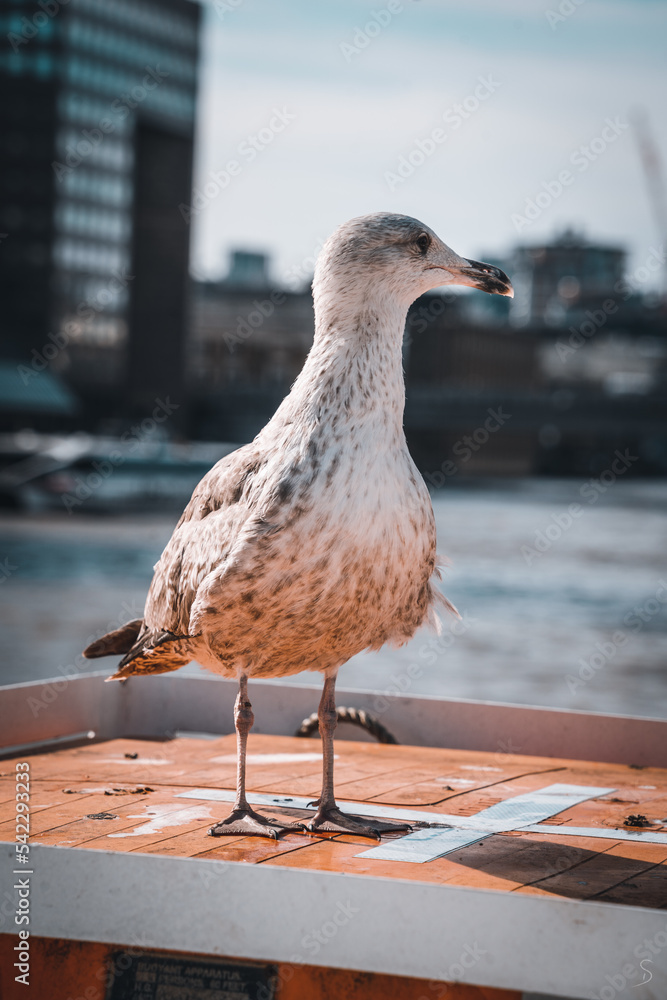 Fototapeta premium Bird in London with the river in the background