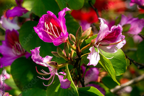 Orchid Tree  Bauhinia Variegata Purpurea 