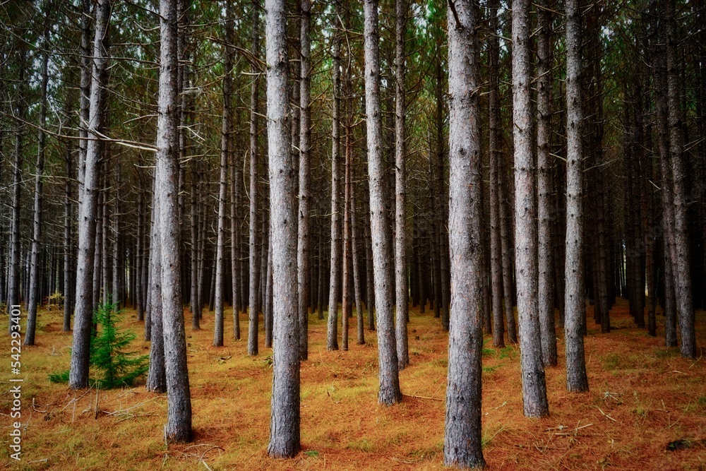 Obraz premium Forest scenery with dense trees