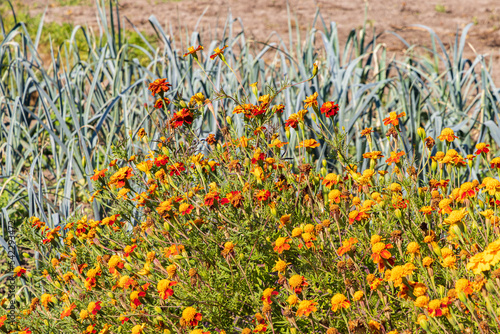 Allotment garden with African Marigold against nematodes in Marum in municipality Westerkwartier in Groningen province the Netherlands photo