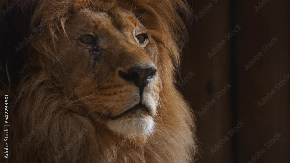 Beautiful lion Close-up portrait. The look of a lion. Lion head, detailed portrait. An adult lion resting in the sunlight. Lion at rest. Slow motion 120 fps video, ProRes 422 10 bit Beautiful lion Close-up portrait. The look of a lion. Lion head, detailed portrait. An adult lion resting in the sunlight. Lion at rest. Slow motion 120 fps video, ProRes 422 10 bit
