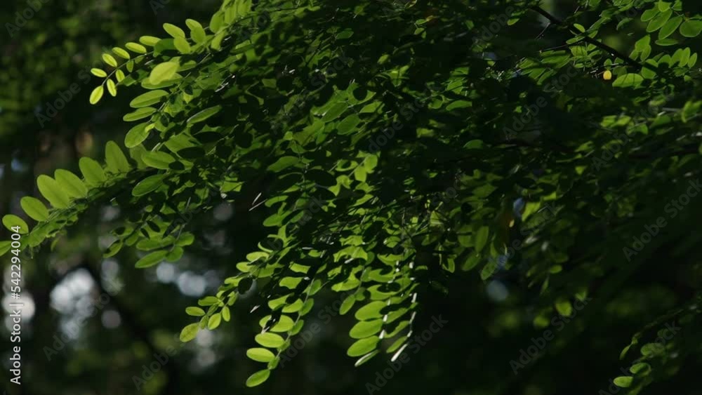 Close-up on acacia tree leaves, also known as wattle. Filmed in summer sunset with natural dynamic light and changing wind on a blurry background. Close-up on acacia tree leaves, also known as wattle. Filmed in summer sunset with natural dynamic light and changing wind on a blurry background.