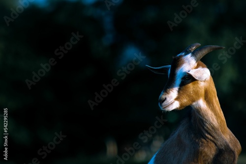 Closeup of a cute goat with horns outdoors with dark background