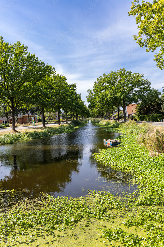 Canal with invasive Water pennywort in Jonkersvaart neighborhood in municipality Westerkwartier in Groningen province the Netherlands