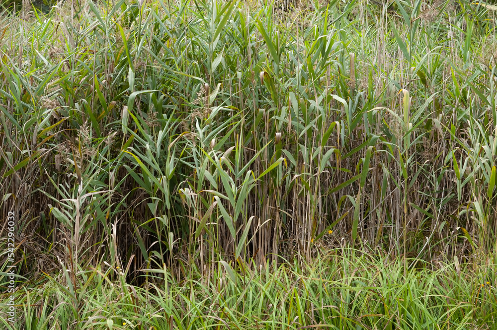 Fototapeta premium summer background: dense thickets of green reeds