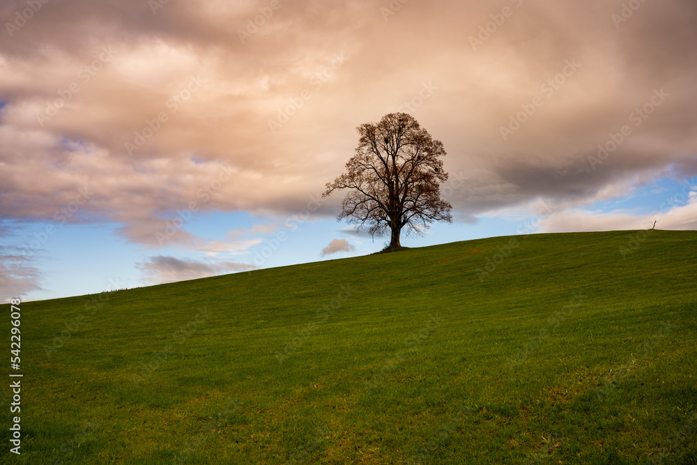 Obraz premium einsamer Baum, Wiese, Himmel, Hintergrundbild, Baum, Wolken