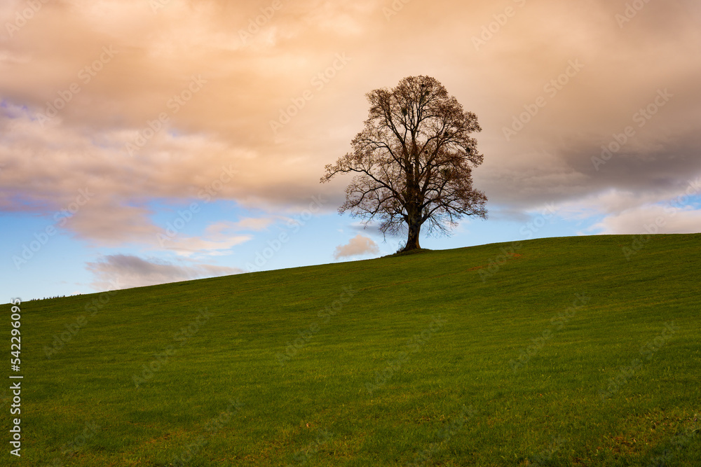 einsamer Baum, Wiese, Himmel, Hintergrundbild, Baum, Wolken