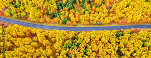 autumn forest road panorama from above