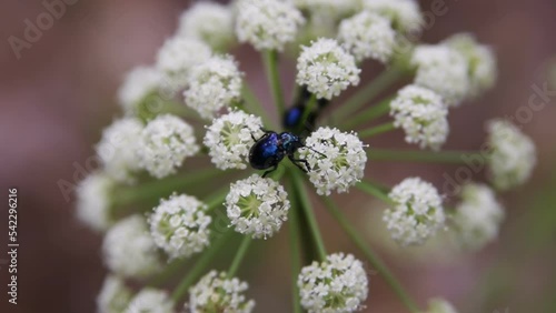 Close-up on blue milkweed beetles, also known as cobalt milkweed beetle (Chrysochus cobaltinus) crawling on a wild carrot (Daucus carota). Filmed in summer evening on a blurry background. photo