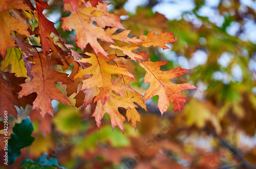 Orange autumn Quercus palustris leaves on branches on blurred background in park. Spanish oak in fall, selective focus