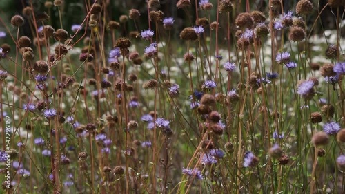 Close-up on a meadow of sheep's bit scabious, also known as blue bonnets, blue buttons, blue daisy (Jasione montana). Filmed in summer daytime with changing wind.