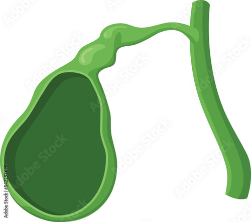Normal gallbladder anatomy. Structure of the gallbladder and its cavity
