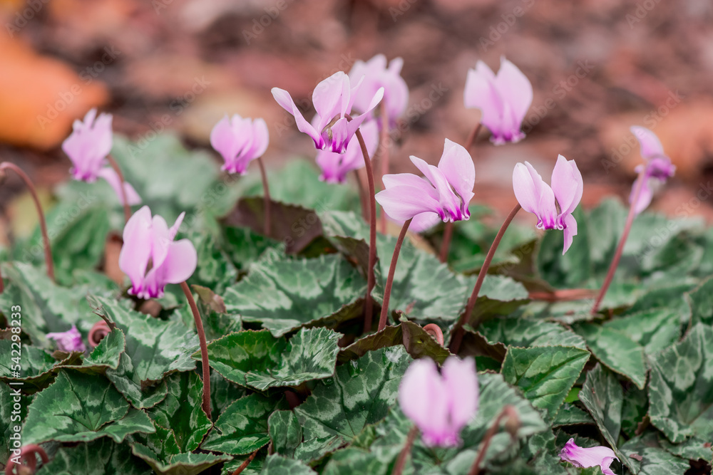 Obraz premium Deep fuchsia colored cyclamen with the background of a green spring..