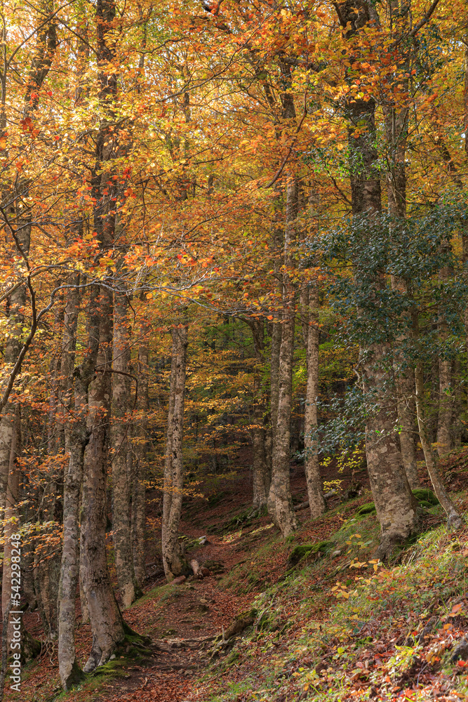 Bosque y camino