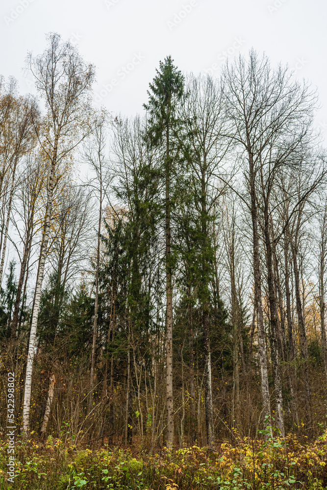Trees with some remaining yellowed foliage in an overcast autumn. Gloomy day in the autumn forest Trees with some remaining yellowed foliage in an overcast autumn. Gloomy day in the autumn forest