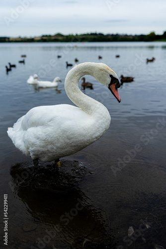 swan on the water