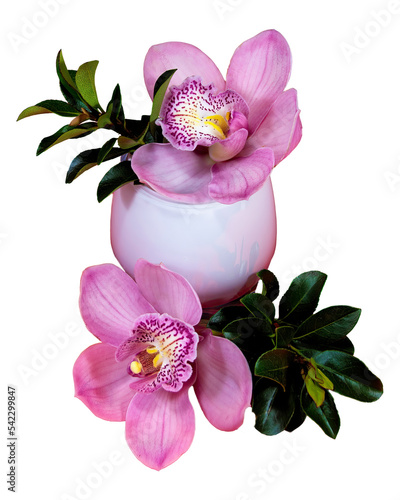 Detailed PNG cutout selection image of a Pink Cymbidium Orchid flower blossom in a white glass vase isolated on a transparent background. photo