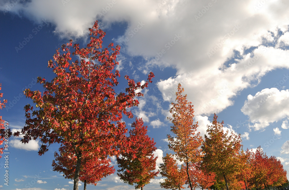 Treetops with autumn colors, dry falling leaves with blue sky behind Treetops with autumn colors, dry falling leaves with blue sky behind