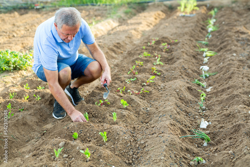 Man gardener attentively planting cabbage seedlings in summer garden