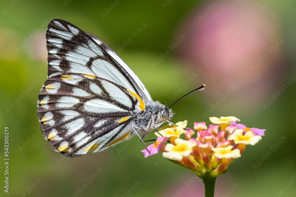 Obraz premium Caper White Butterfly feeding at Laantana flower