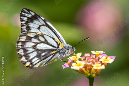 Caper White Butterfly feeding at Laantana flower