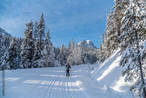 Winter forest in Banff Park