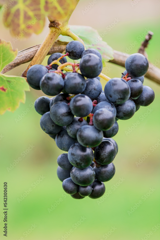Garden organic grapes growing in midlands england Garden organic grapes growing in midlands england