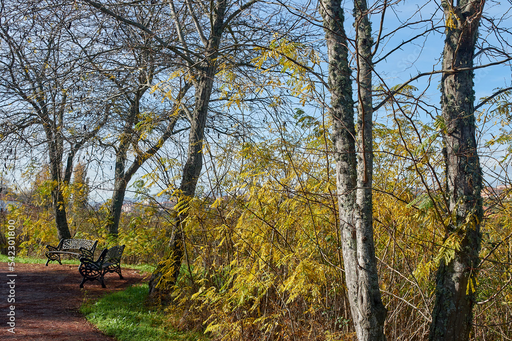 Vibrant autumn scenery with yellow leaves and a bench. Park in fall season. Strolling among branches, trees and leaves. Vibrant autumn scenery with yellow leaves and a bench. Park in fall season. Strolling among branches, trees and leaves.