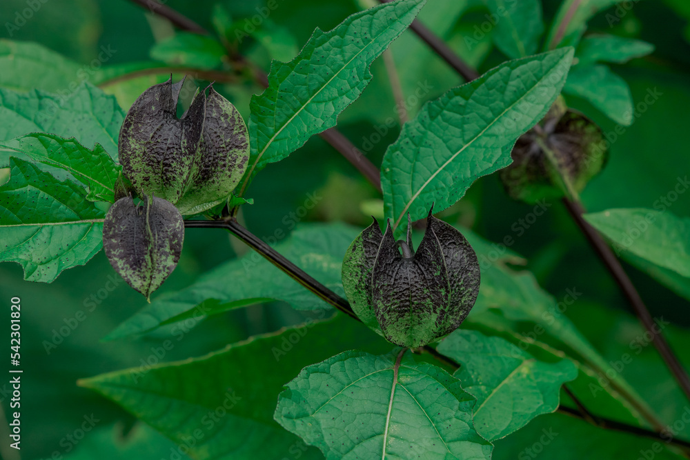 Nicandra physalodes, plant apple of peru in garden. Close up. Nicandra physalodes, plant apple of peru in garden. Close up.