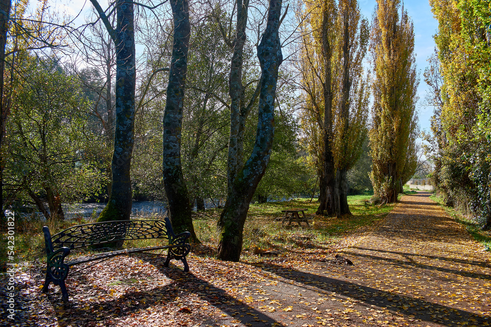 Fototapeta premium Vibrant autumn scenery with yellow leaves and a bench. Park in fall season. Strolling among branches, trees and leaves.