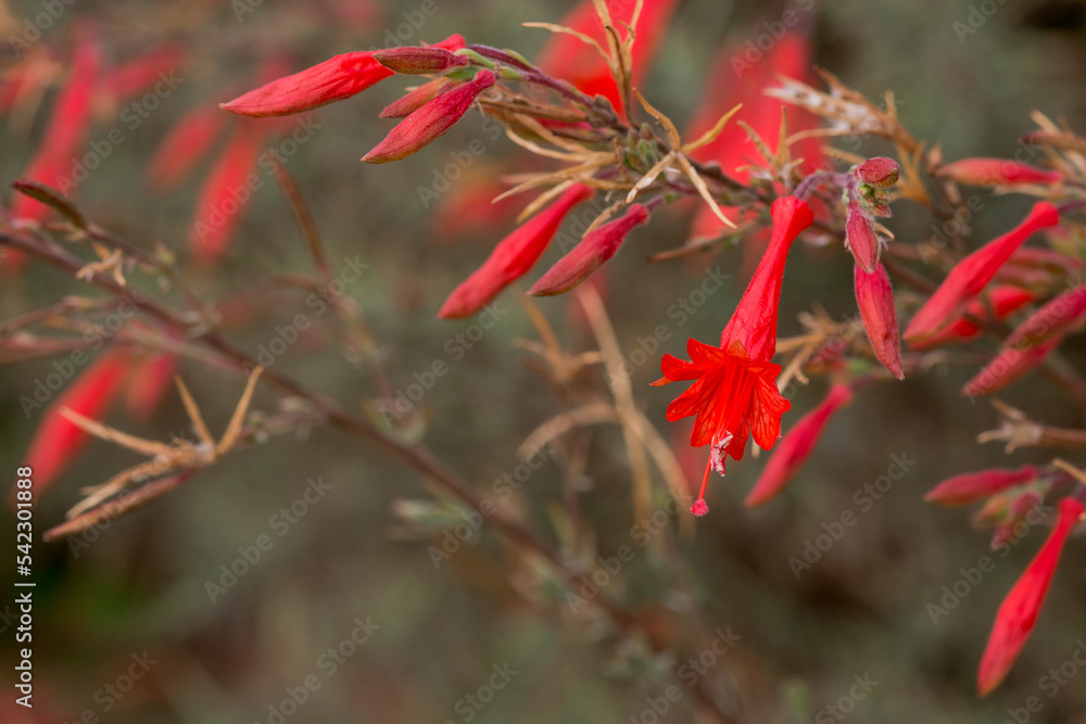 Red bells of the Firecracker flower Russelia equisetiformis Red bells of the Firecracker flower Russelia equisetiformis