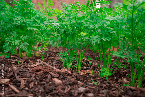 This is a vegetable garden beetroots cceleriac  Swiss Chard