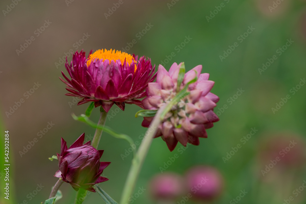 Xerochrysum bracteatum ( golden everlasting or strawflower) Xerochrysum bracteatum ( golden everlasting or strawflower)