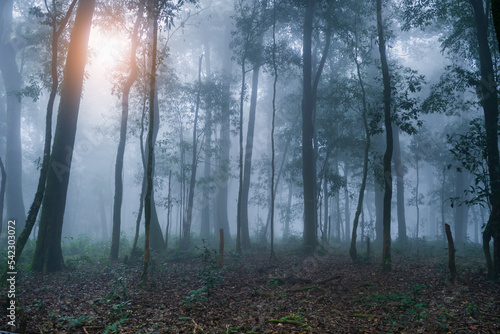 Wide angle shot of Asia rain forest and sunrise foggy with tree in the morning