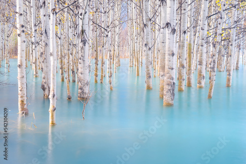 Birch forest in turquoise water. Abraham Lake. Natural scenery in fall time. Photo for background and wallpaper. Banff National Park, Alberta, Canada. Photo for background and wallpaper.