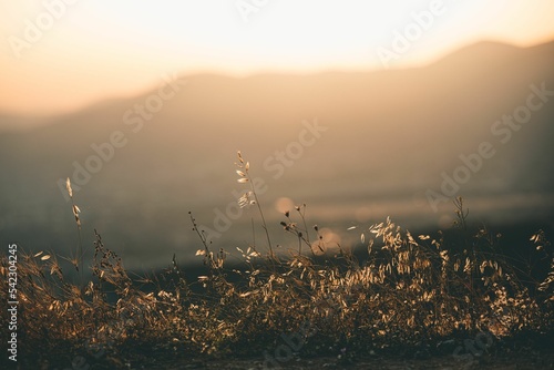Selective focus shot of grass backlit with sunset light © George Moniodis/Wirestock Creators