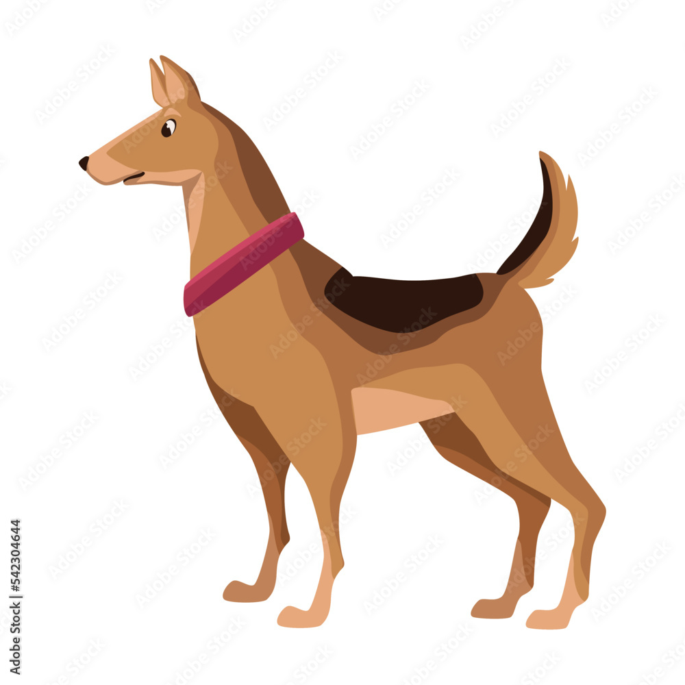 breed dog animal breed dog animal