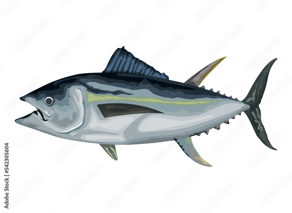 Fototapeta premium barracuda marine life animal