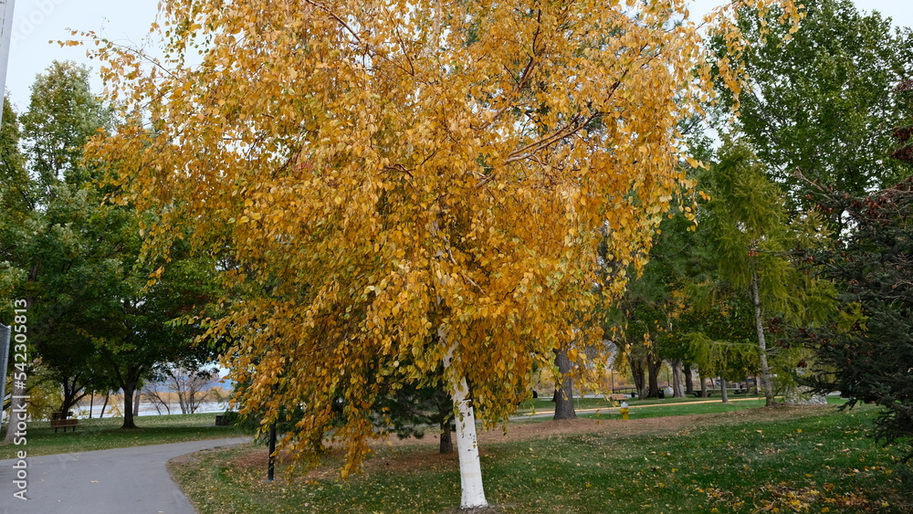 Fall colors Fall colors