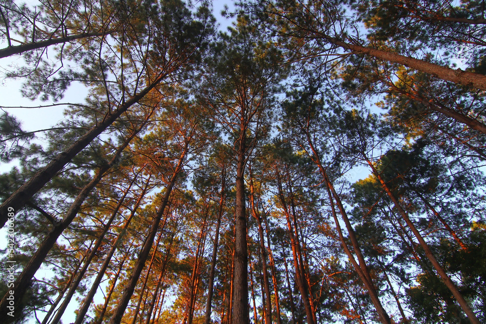 green pine tree forest green pine tree forest
