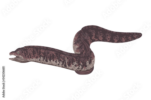 eel marine life animal