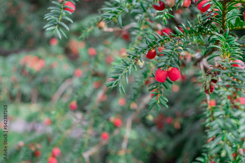 Branch of yew tree with toxic berries, christmas decoration