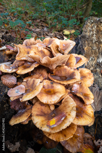 Fotografie A group of poisonous mushrooms on a tree stump in autumn