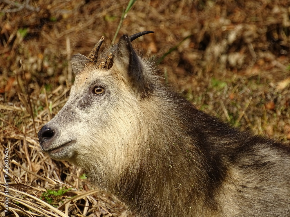 Fototapeta premium 二ホンカモシカ