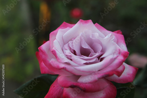 Pink roses in the garden, pink flower background image, natural background, close-up.
